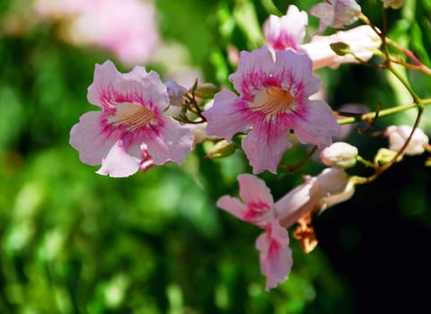 Pink trumpet wine