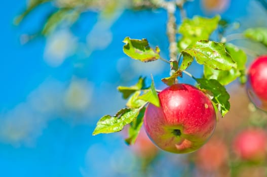 Apples without (New York)