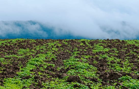Field in the fog