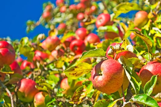 Apples without (New York)