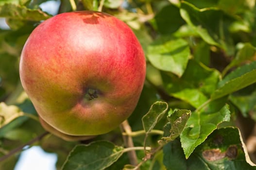 Apples without (New York)