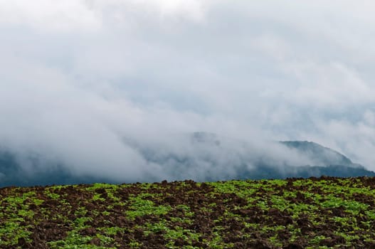 Field in the fog