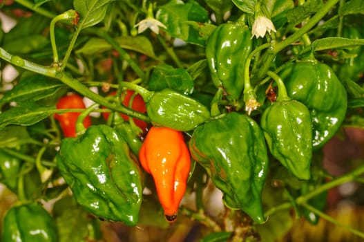 hottest chili in the world