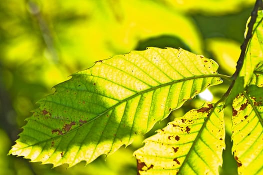 Chestnut leaf in the light