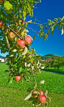 Apple tree with blue sky