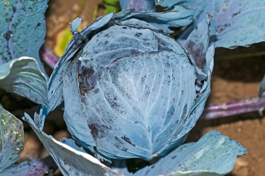 Red cabbage