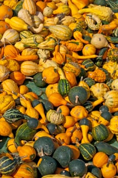 Pumpkin for decoration