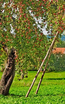 Apple tree