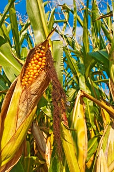 Corncob