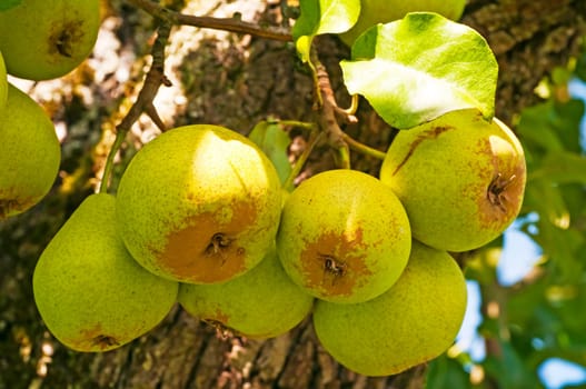 Cider pear