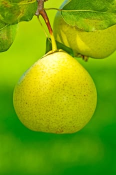 Cider pear