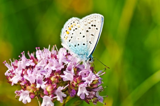 Great crested blue,Polyommatus icarus