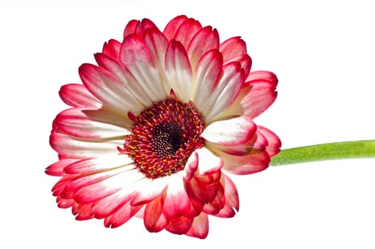 Gerbera