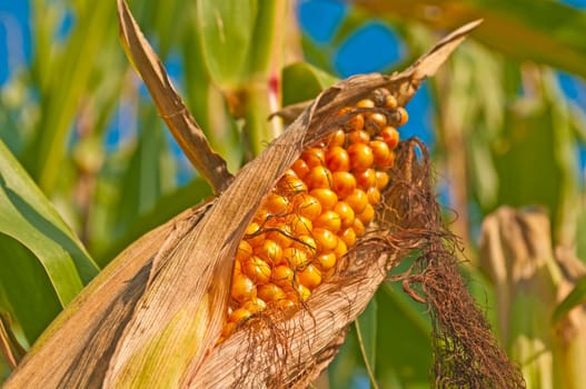 Corncob