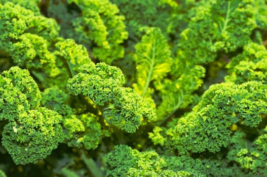 Kale