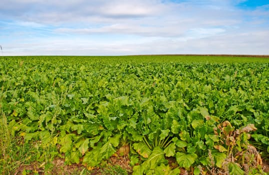 Sugar beets