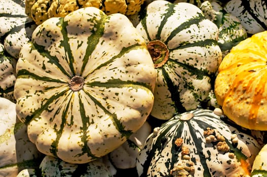Pumpkin Patisson