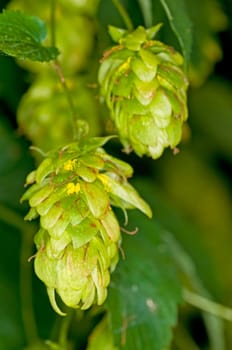 Hops