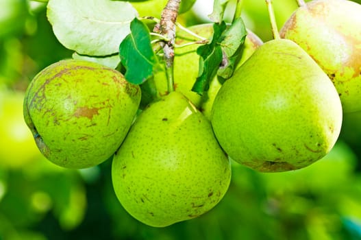 Cider pear