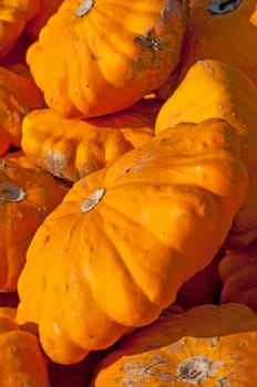 Pumpkin Patisson