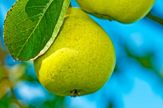 Cider pear