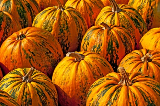 Oil pumpkin