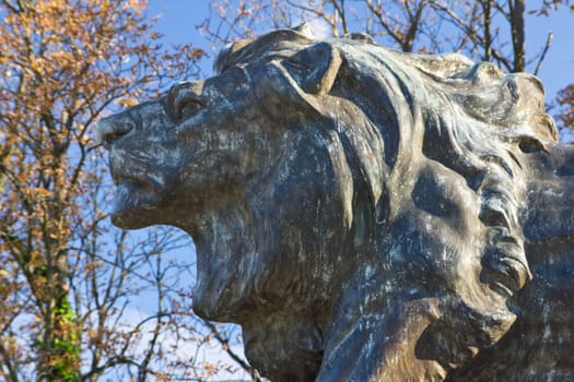 Graz Hackher Lion