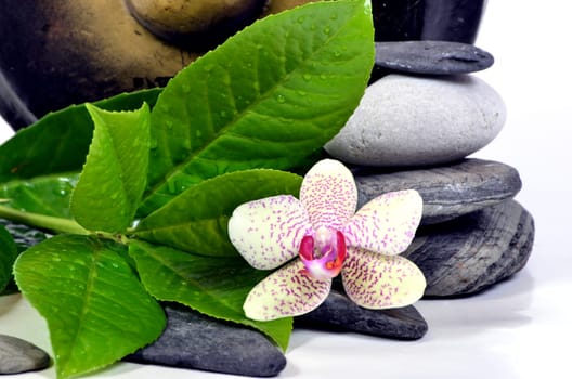 Wellness Gong Stones Massage
