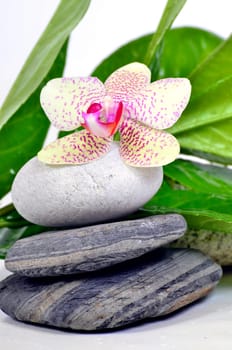 Wellness Gong Stones Massage