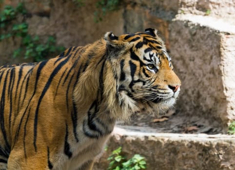 Panthera tigris altaica male face closeup