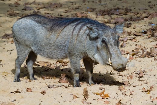 Warthog (Phacochoerus africanus)