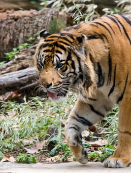 Panthera tigris altaica male face closeup