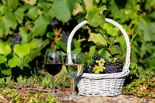 glasses of wine and grappes in a field