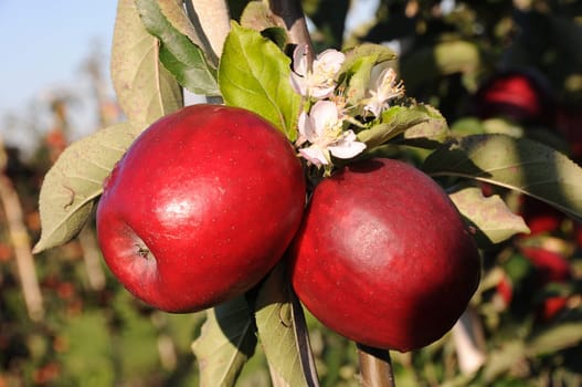 Apples without (New York)