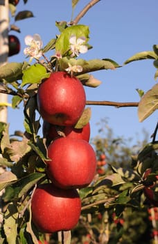 Apples without (New York)