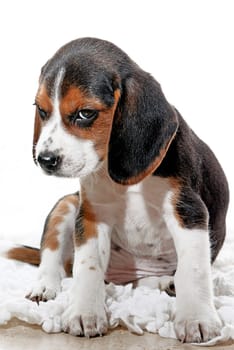 puppy dog with attitude