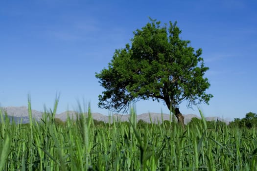rural scene in mallorca spain with crops and tree