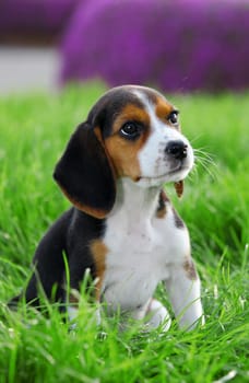 pedigree beagle dog playing outide in the grass