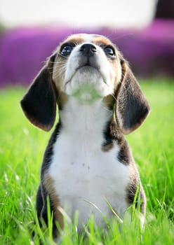 thoroughbred pedigree beagle puppy dog