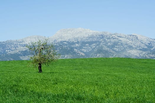 countryside in mallorca spain, olive tree and mountain