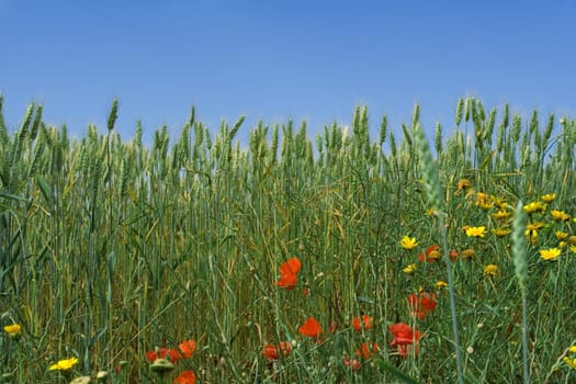 nature, spring flowers growing in wheat field