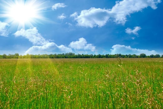 Field of green grass and perfect blue sky