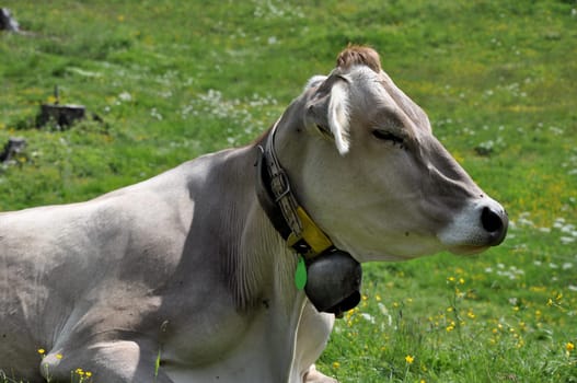 portrait of a cow pasturing free on swiss alpine meadows