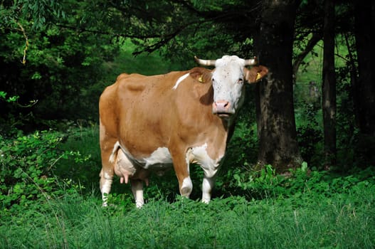 portrait of a cow pasturing  grass near a wood in bavaria, on her muzzle some flies bother her