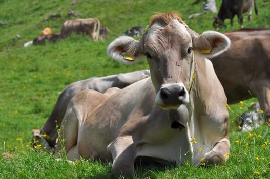 portrait of a cow pasturing free on swiss alpine meadows