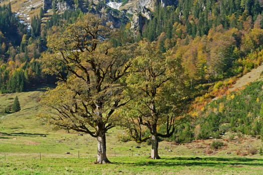 The landscape with maple trees on the Ahornboden in Austria