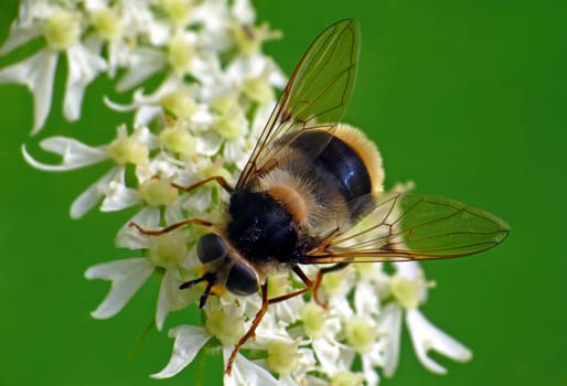 Volucella bombylans
