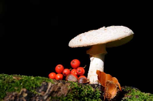 Mushroom