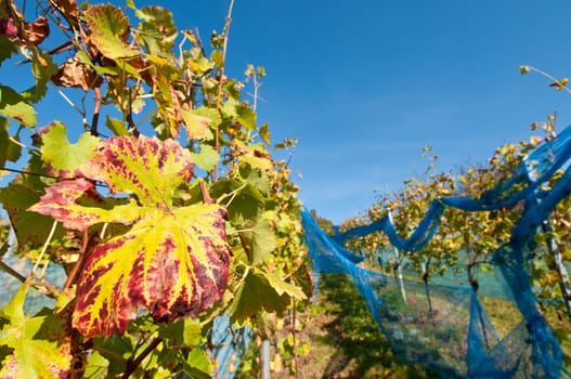 Vines with protection from birds