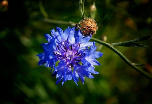 Cornflower